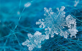 close-up of a few snowflakes gently laying on grass