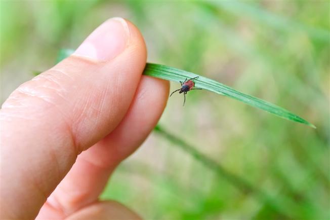 Adult red and black tick on a grass leaf going towards hand