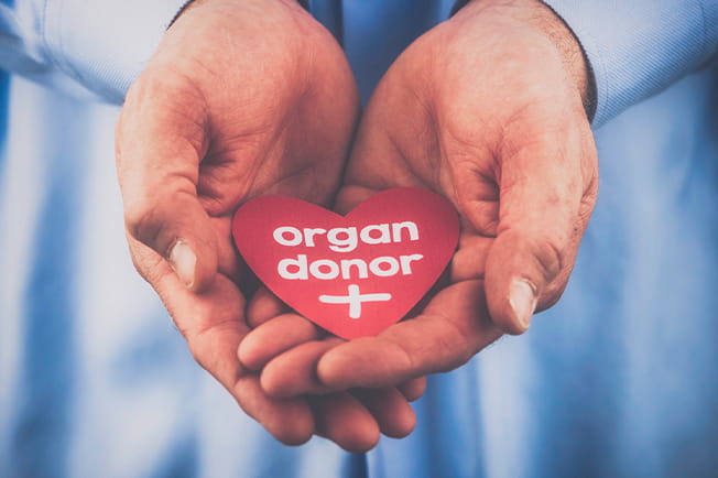 Organ donor