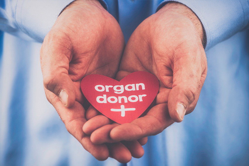 Organ donor