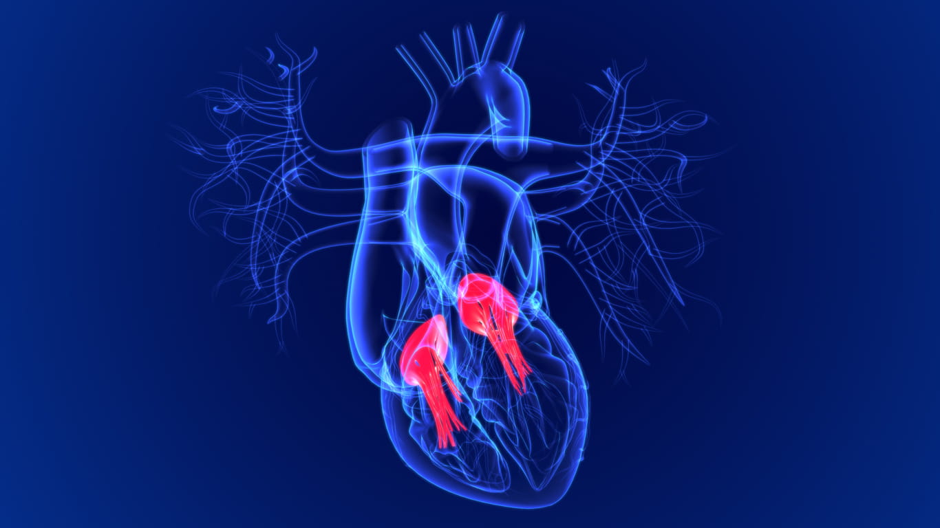 3d Illustration Human Heart