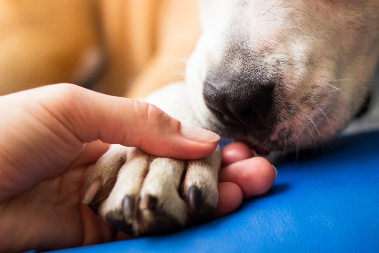 Human hand holding a dog's paw.