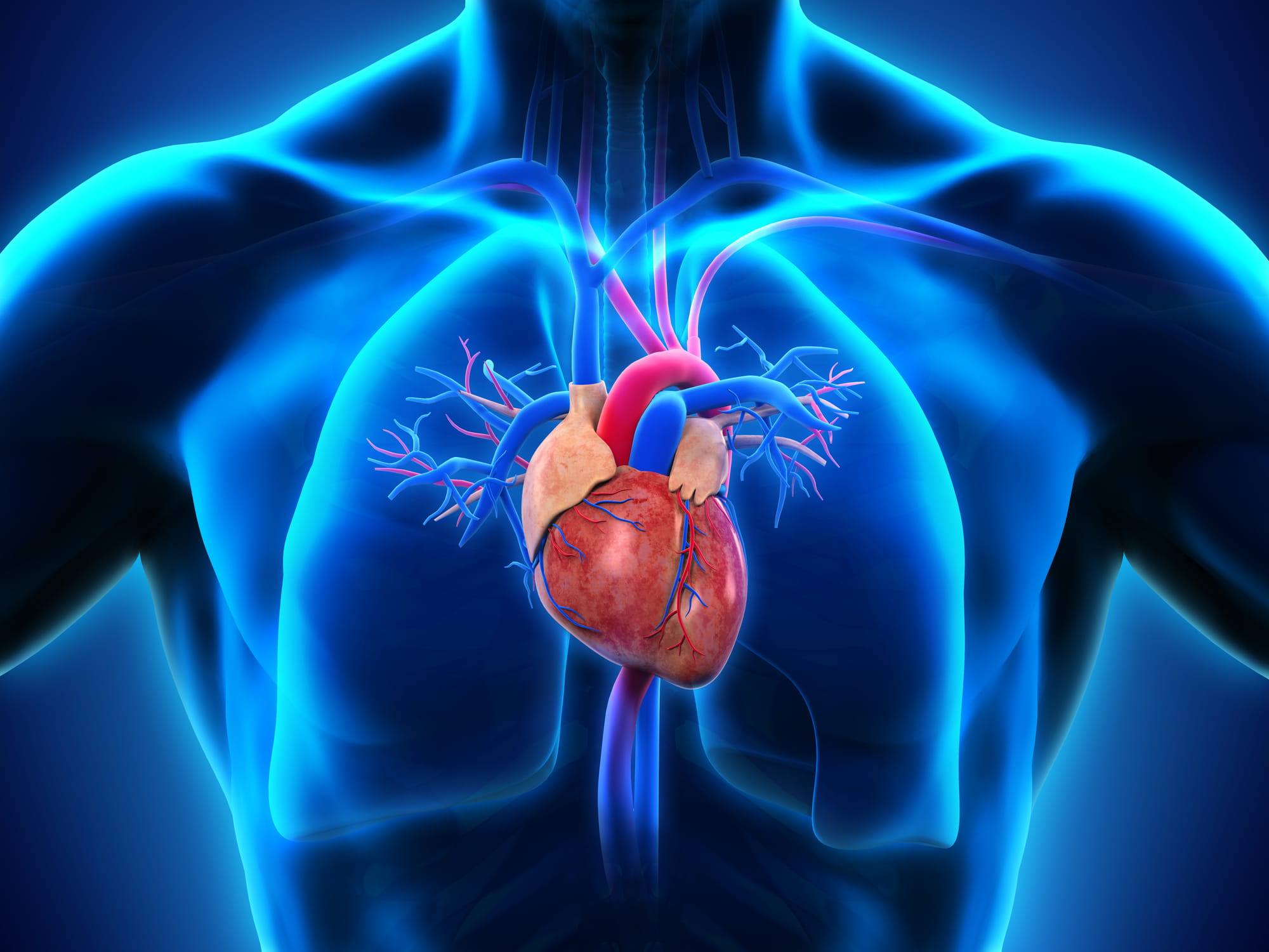 3D heart