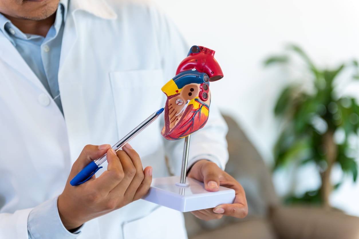 Cardiologist pointing at a model of the heart with a pen