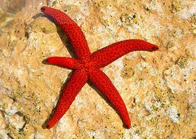 Starfish