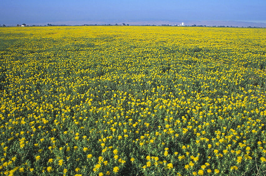 A breakthrough this summer shows that a traditional Chinese medicine from plants such as safflower may be an answer.