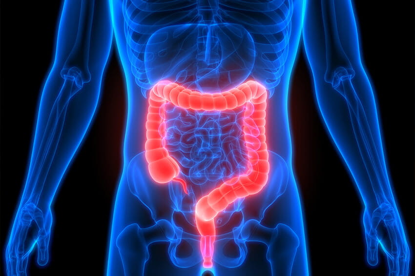 Anatomical diagram of the colorectal system