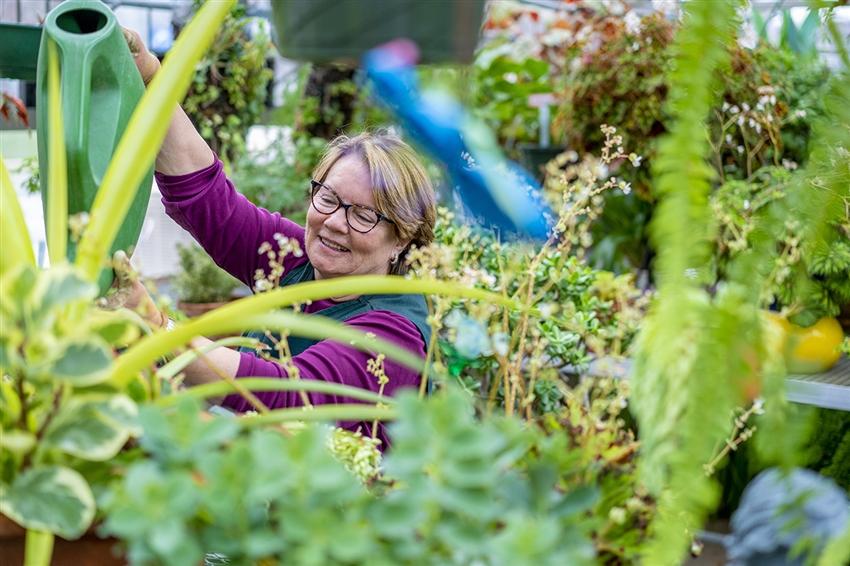 Person joyfully at work watering some of the plants found in the Sydney Thayer III Horticultural Center at Bryn Mawr Rehab Hospital