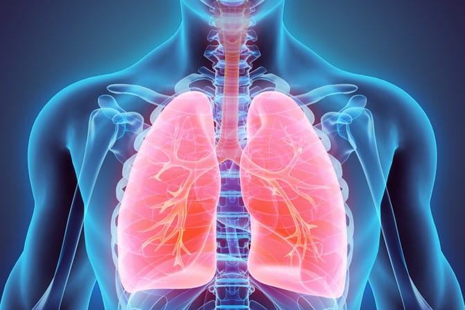 Anatomical lung illustration
