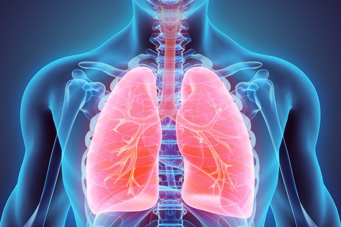 Anatomical lung illustration
